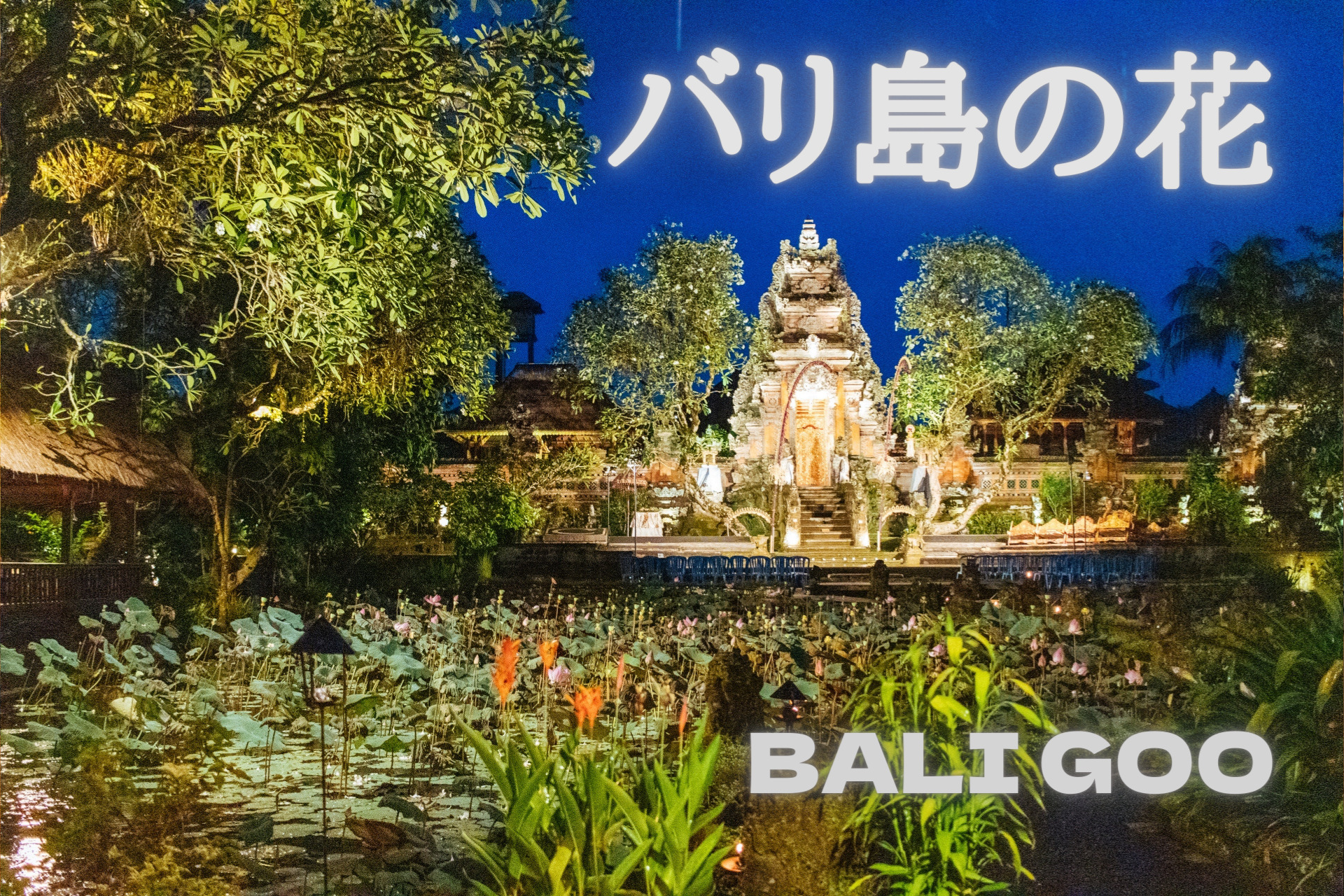 バリ島の花について徹底解説 女性のお土産やプレゼントにおすすめの花言葉も紹介 Bali Goo