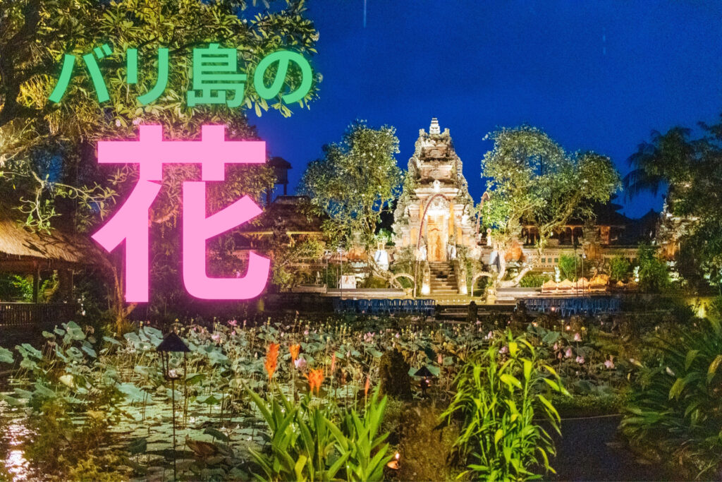 バリ島の花について徹底解説 女性のお土産やプレゼントにおすすめの花言葉も紹介 Baligo
